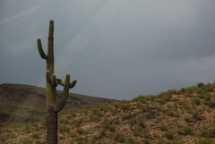 Cactus