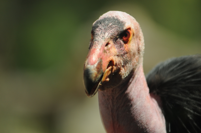 San Diego Zoo California Condor San Diego Zoo California Condor