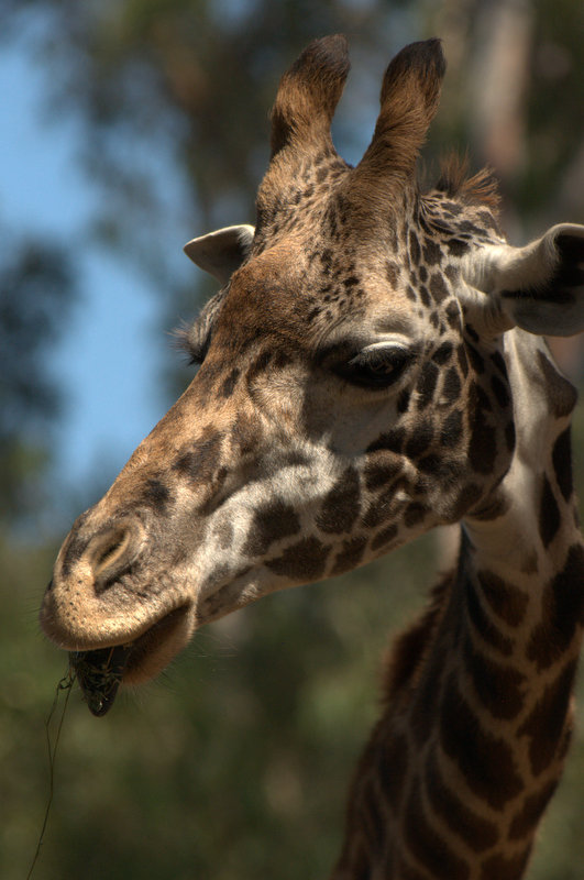 San Diego Zoo 6