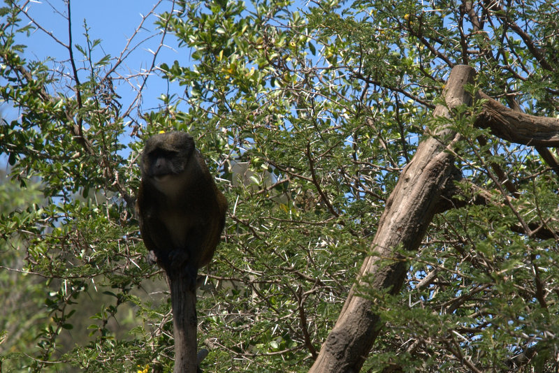 San Diego Zoo 4